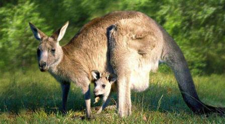 Du học Úc- kangaroos.jpg